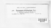 Pruniphilomyces circumscissus image